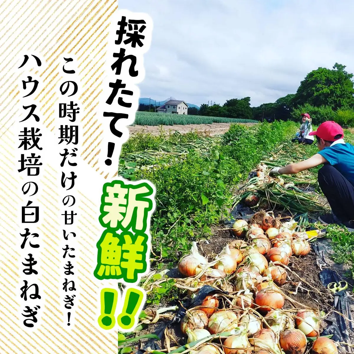 【2026年6月中旬発送】白玉ねぎ 4kg 北海道 伊達産 タマネギ 玉葱 サラダ [famy-002]