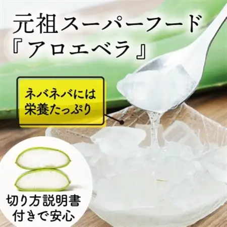 【食用】朝採り アロエベラ生葉 3kg(3枚～6枚)3年物 宮城県産_野菜   _【1461383】