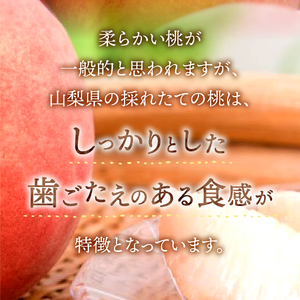 朝どれ桃 2kg×2回定期便 （白鳳系・白桃系） 【2026年発送】定期便