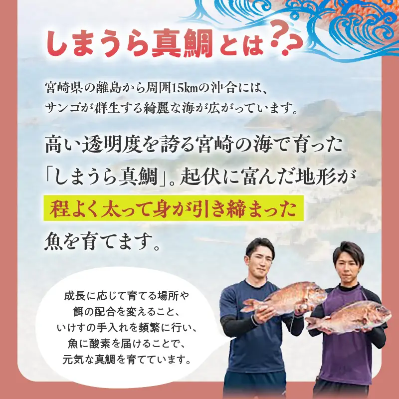 【完全無投薬】しまうら真鯛お刺身セット 魚 刺身 魚介
