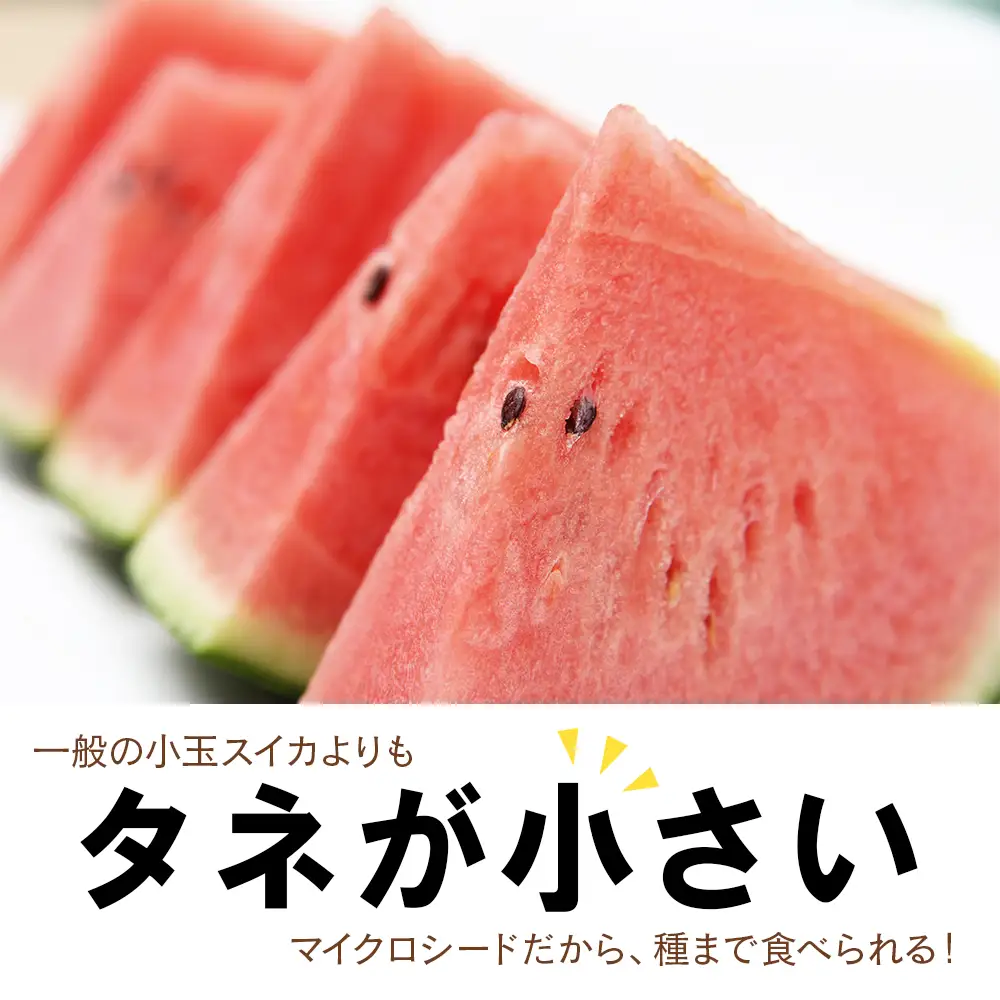 【2026年8月中旬より発送】 有機JAS認定！ スイカ ピノガール 数量限定 すいか 小玉 西瓜 フルーツ セット 果物  【かねこ農園】