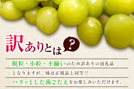訳あり［不揃い・小粒］シャインマスカット 4パック 約1.3kg+100g補償付 ご家庭用 宮崎県新富町産 製菓用 先行予約 ※2026年8月下旬～【B638-26】