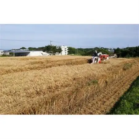 小麦粉セット【1462898】