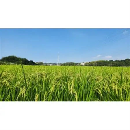 お米セット【1464599】