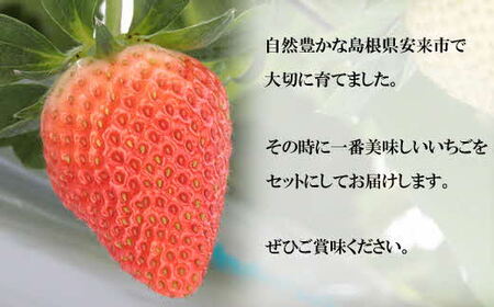 【先行予約】農場長厳選の美味しいいちご 500g【250g×2パック 苺 詰め合わせ いちご イチゴ 果物 フルーツ 甘味 甘酸っぱい かおり野 紅ほっぺ よつぼし スターナイト すず おやつ 島根県 安来市産 安来市】【11-MS-16】