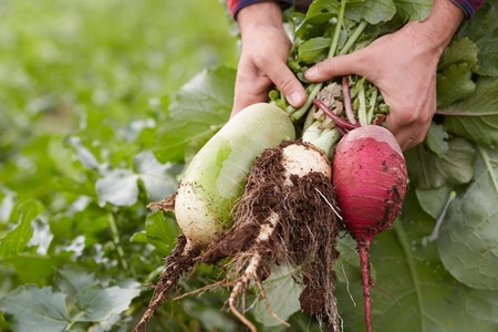 柴海農園 旬の「おてごろやさい」セット (8種類前後) [0225]