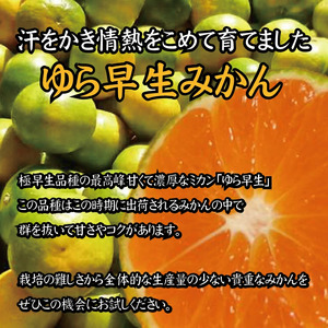 ＼光センサー選別／＼農家直送／甘くて濃厚！希少品種 ご家庭用 ゆら早生みかん約7kg　サイズ混合【10月上旬より発送】希少品種《有機質肥料100％》 ※2026年10月上旬より順次発送予定【nuk002F】