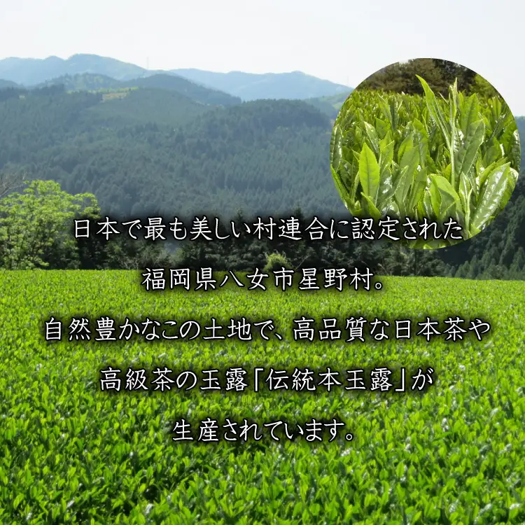 【八女茶】奥八女星野茶 高木茶園の深蒸し高級煎茶(深蒸し茶）100g×1袋 4A13
