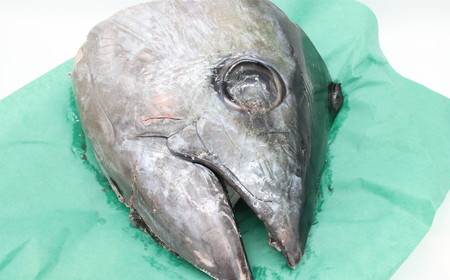 メバチマグロ兜 頭半割1個分（1kg） 1/4カット×2個 [0015-0069]