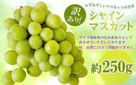 【先行予約】【訳あり】シャインマスカット 約250g×2房 【2026年8月中旬以降順次発送予定】[A-3229]