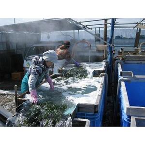 鳴門 糸わかめ 135g ギフト箱 のし付き わかめ