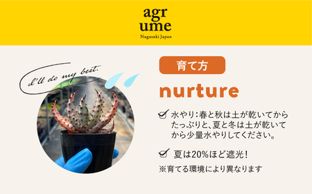 実生アロエ Aloe marlothii 5株 長与町/アグリューム [EAI110]  観葉植物 多肉植物 苗 植物 アロエ あろえ インテリア