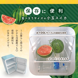 【 順次出荷中 ！】 小玉スイカ1玉 熊本和水町産 スイカ 小玉 | 熊本県 和水町 くまもと なごみまち すいか 西瓜 スイカ 小玉 1玉