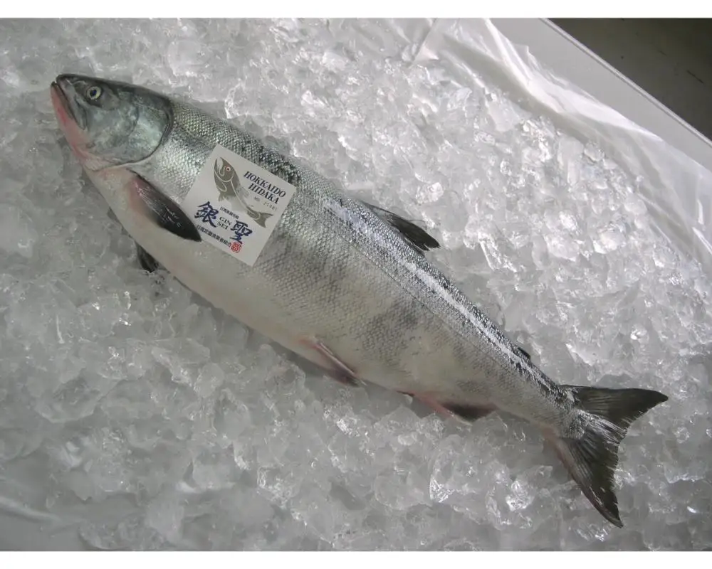 北海道日高産 銀聖鮭の定塩熟成フィレ約1.5kg