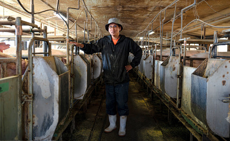 【定期便】高知県大月町産 力豚細切れ 月2回 6パック × 6カ月