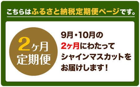 シャインマスカット 2ヶ月 定期便【先行予約】シャインマスカット 晴王 約1.1kg 岡山県産《9月上旬-10月末頃出荷(土日祝除く)》 ハレノフルーツ マスカット 送料無料 岡山県 浅口市 フルーツ 果物 贈り物 ギフト 国産 岡山県産【配送不可地域あり】（北海道・沖縄・離島）