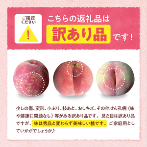 【2026年産】白桃 品種おまかせ 訳あり2kg(やわらかめ) 松栗提供 山形県 東根市　hi062-059　（山形県 東根市 東北 果物 フルーツ くだもの もも 桃 白桃 ピーチ 訳アリ 品種おまかせ 期間限定 冷蔵配送 先行受付 令和8年産 取り寄せ グルメ ご当地 特産直送 送料無料 ふるさと納税）