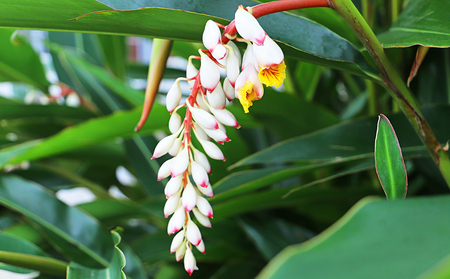 【ポイントピュール】Botanicalシリーズ　月桃ジェル2本セット ボタニカル 大容量 