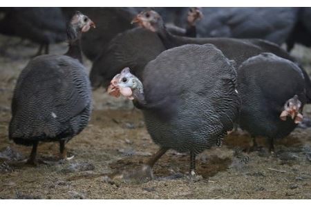 ほろほろ鳥　ウインナーセット（ウィンナー＆手羽燻製、ささみ燻製） 【1744】