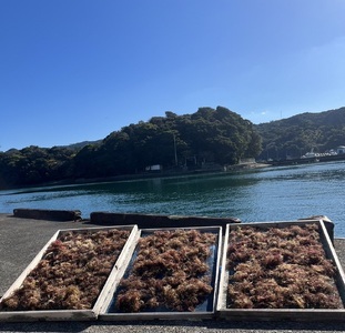 さかなの街のところてん（特産宗田節だしのタレ付）４人前セット 総量約880g こだわり天草仕上げ 心太 無添加 惣菜 おかず おやつ ヘルシー ダイエット 【R00889】