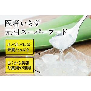【食用】朝採り アロエベラ生葉 2kg（2枚～4枚）3年物　宮城県産
