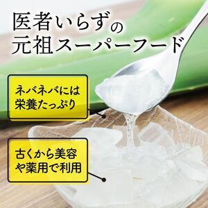 【食用】朝採り アロエベラ生葉 6kg（6枚～12枚）3年物　宮城県産