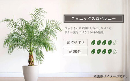 観葉植物　ロベ フェニックス・ロベレニーの育て方 | 観葉植物の通販 AND PLANTS