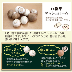 岩手県産 八幡平マッシュルーム1kg 色はおまかせ 3ヶ月定期便 ／ マッシュルーム きのこ 茸 キノコ 料理 サラダ パスタ バーベキュー BBQ おつまみ つまみ 焼く 揚げる 調理 料理 スープ ソース 自宅用 和食 洋食 おすすめ オススメ 【ジオファーム】