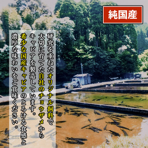 isa557 〈毎月数量限定〉おまかせフレッシュキャビア(15g×1種)＆チョウザメスモーク(100g×1P)セット国産 詰合せ 魚卵 白身 おつまみ 世界三大珍味 加工品 冷凍 冷凍便 セット【小田原養魚】