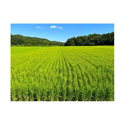 こしひかり 5kg 鈴鹿山麓の銘水が育てた米、米どころ三重県産小山田地区「こしひかり（精米）」5kg 小山田米