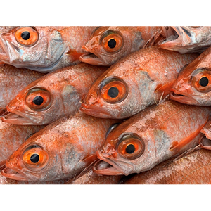 【21007】鳥取網代港 朝獲れ直送！旬の天然魚セット【さかなや新鮮組】