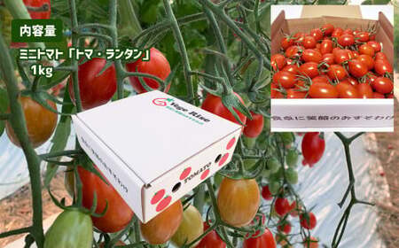 ミニトマト 生産量 日本一 玉名市 !！ 「 トマ・ランタン 」 約 1kg |  ミニトマト トマト 熊本県 玉名市