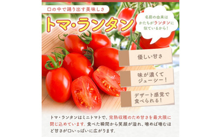 ミニトマト生産量 日本一 玉名市 !！ 「 トマ・ランタン 」 約 2kg | ミニトマト トマト 熊本県 玉名市