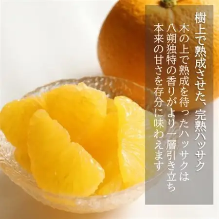 和歌山産　完熟木なりハッサクみかん　贈答用　秀品　約5kg箱入り　M～2Lサイズ【1482412】