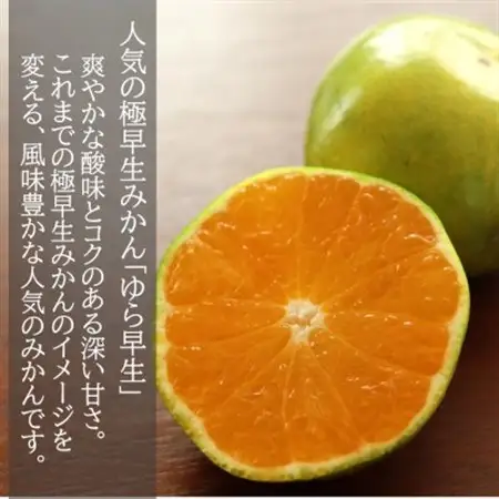 【先行受付】和歌山産　ゆら早生みかん　贈答用　秀品　約10kg箱入り　2S～2Lサイズ【1482415】