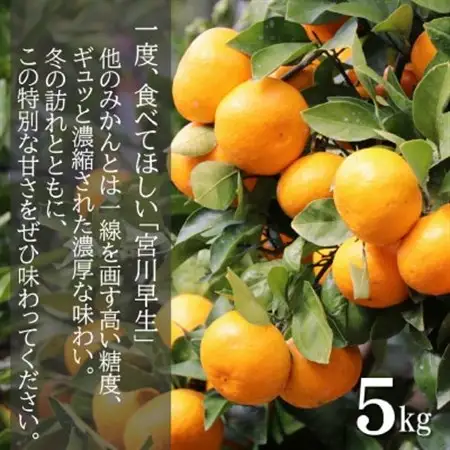 和歌山産　宮川早生　みかん　贈答用　秀品　約5kg箱入り　2S～2Lサイズ【1482417】