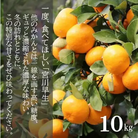 【先行受付】和歌山産　宮川早生　みかん　贈答用　秀品　約10kg箱入り　2S～2Lサイズ【1482418】