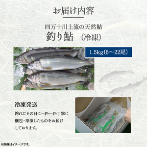 四万十川上流の天然鮎 釣り鮎 1.5kg【冷凍6～22尾】【着日指定不可】Esj-43k あゆ アユ 魚 魚介 川魚 塩焼き 天然　個包装 小分け