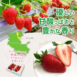 特大まりひめイチゴ 朝摘 6個～11個入×2パック【2027年1月中旬頃より発送】【先行予約】【KT3】【BH003-kiy003】