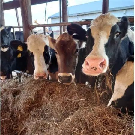 【牧場訪問＆牛乳豆腐づくり体験つき】インカルシぺ白樺 1泊2名様宿泊券(食事なし)|北海道十勝大樹町_旅行券・チケット 宿泊券  _【1482745】