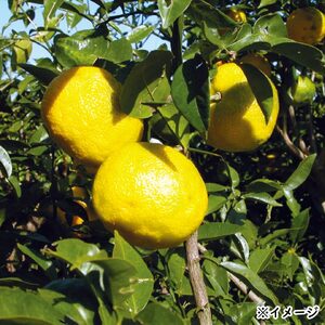 ＜定期便・全6回(連続)＞ ゆずだもん。 ウォーター (300g×30本、パウチタイプ) 定期便 ゆず 【株式会社財宝】T18