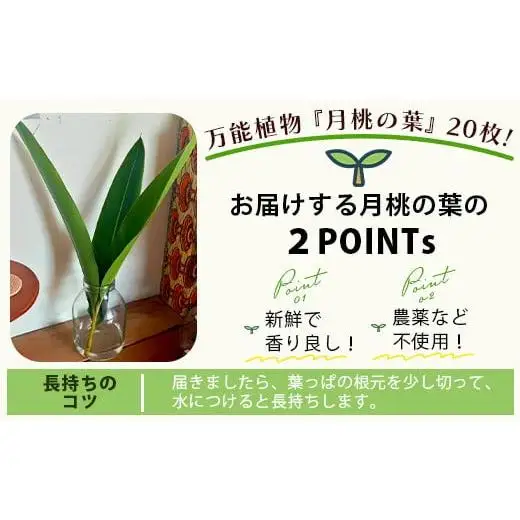 自然栽培の「月桃の葉20枚」セット　OI-15