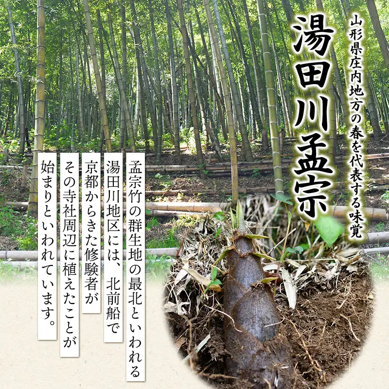 【令和9年産先行予約】庄内の春の味覚　やわらかい朝堀り湯田川孟宗（たけのこ）約2kg　山形県鶴岡市　にこにこふぁーむ　K-956　| 筍 竹の子 新鮮 旬の野菜 産地直送 春野菜 季節限定 国産 人気 おすすめ おいしい お取り寄せ 返礼品