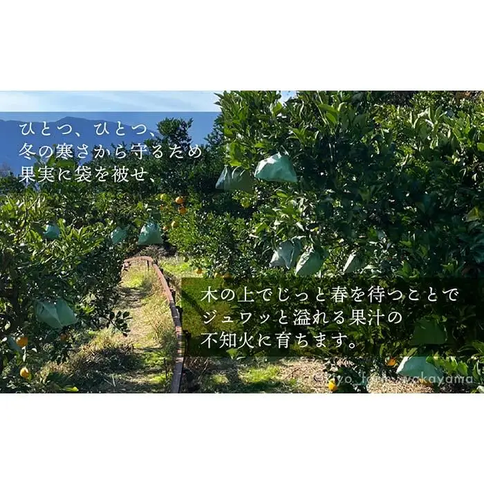 不知火 希少な樹上完熟！ 秀品大玉 6個入 (約2kg)　［2027年2月末頃から3月末頃まで発送］［KT2］