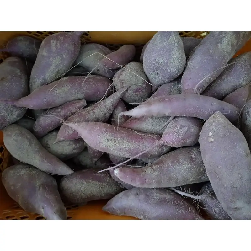【先行予約】京都丹後砂丘育ち にしまる金時芋 5kg（2026年12月上旬～発送）　芋 国産 京丹後産 サツマイモ 薩摩芋 サツマ芋 さつま芋 きんとき 5キロ 農家応援 生産者応援