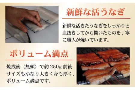 血抜きうなぎの蒲焼（無頭） 焼成後250g前後×1尾  国産 [A-044002]
