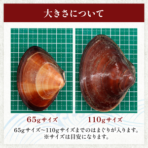 活 はまぐり 九十九里産  約6.4kg 【 はまぐり 】