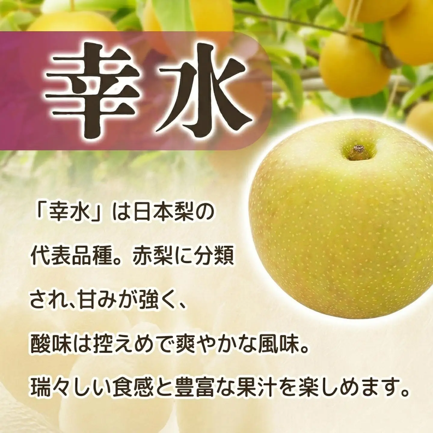 梨 幸水 約5㎏ 訳あり 梨