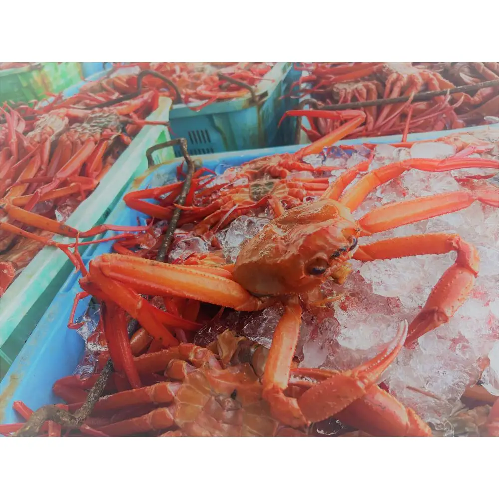 境港産紅ズワイガニ(計800g/脚肉500g・爪肉300g)