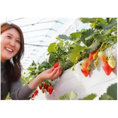 いちご農園フルッティロッシの完熟やよいひめ　約400g × 2パック_果物・フルーツ いちご  イチゴ 苺_【配送不可地域：離島】【1387356】